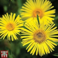 Small Best Value Perennial Collection -Eden Yard Zone z DORO T64096 B2