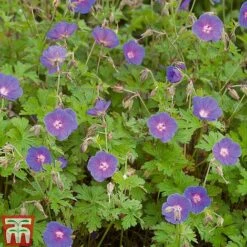 Geranium Hardy Mixed -Eden Yard Zone z GERA T80199 C1