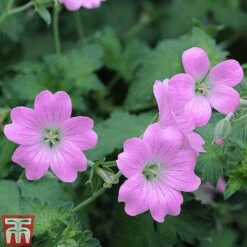 Geranium Hardy Mixed -Eden Yard Zone z GERA T80199 E1