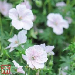 Geranium Hardy Mixed -Eden Yard Zone z GERA sang al