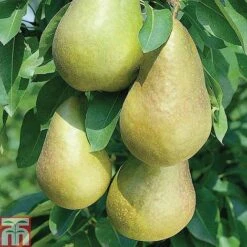 Fruit Tree Collection (Mini Fruit Tree) -Eden Yard Zone z PEAR T42025 A h