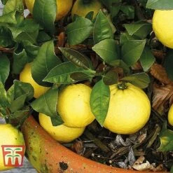 Mediterranean Fruit Collection -Eden Yard Zone z citrus t10993 B