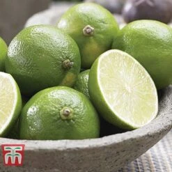 Mediterranean Fruit Collection -Eden Yard Zone z citrus t10993 D