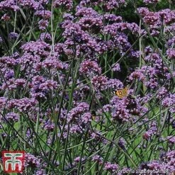 Small Best Value Perennial Collection -Eden Yard Zone z verbena14