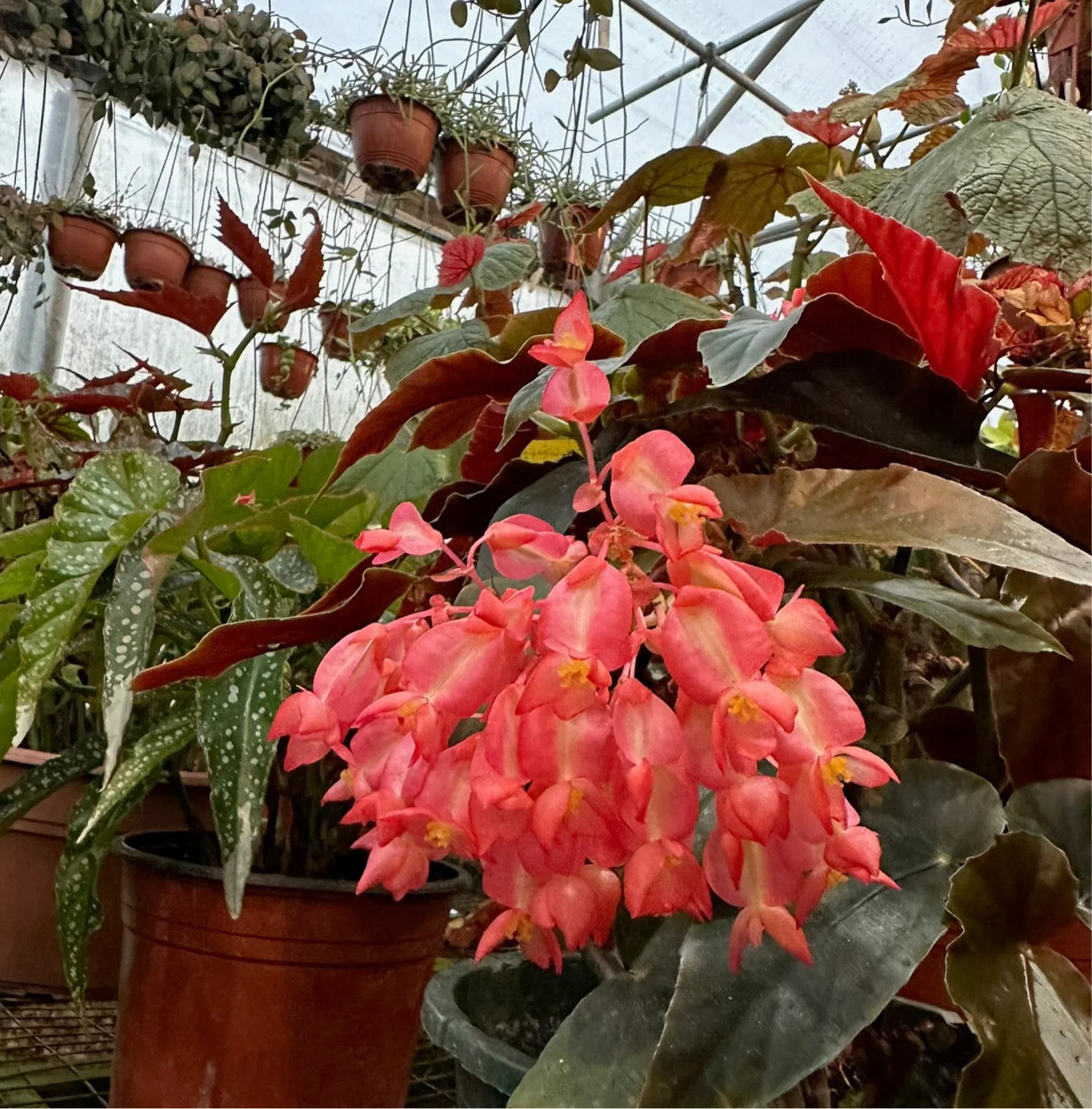 Eden Yard Zone 35 Eden Yard Zone -Eden Yard Zone 22208E57 1089 4ABB BC8E A4330563984D