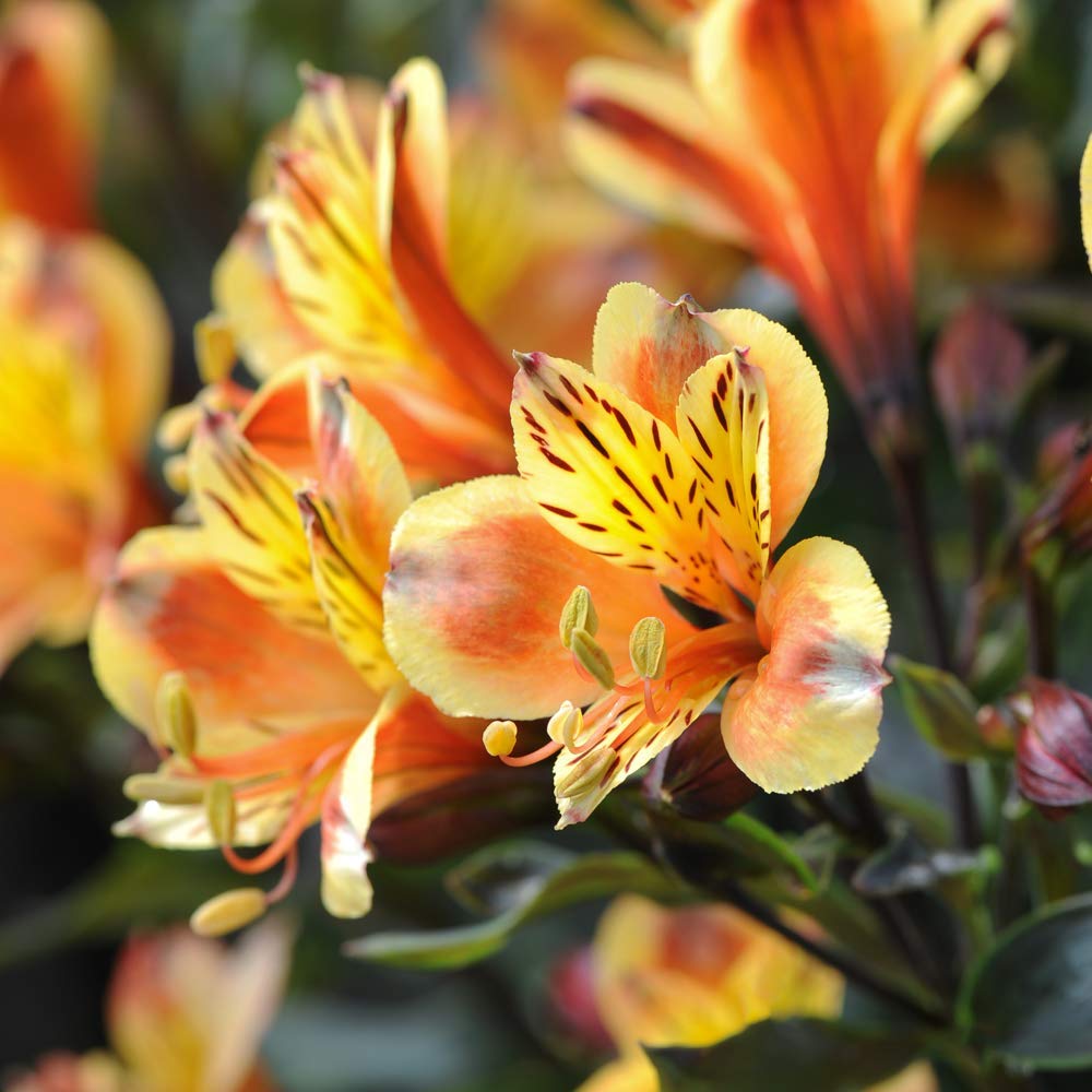 Eden Yard Zone 36 Eden Yard Zone -Eden Yard Zone 61MEZSXAN0L