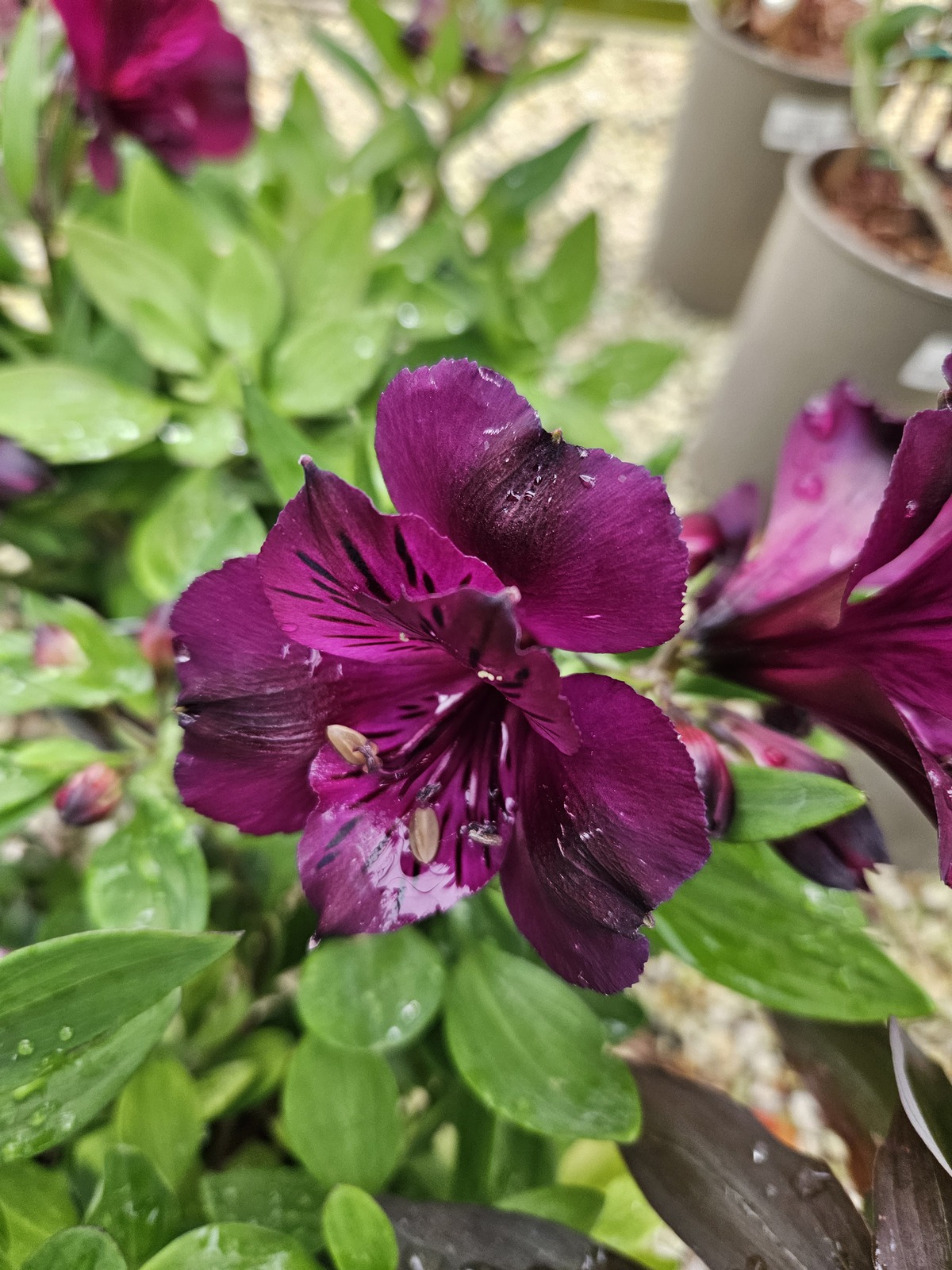 Eden Yard Zone 32 Eden Yard Zone -Eden Yard Zone Paraiso