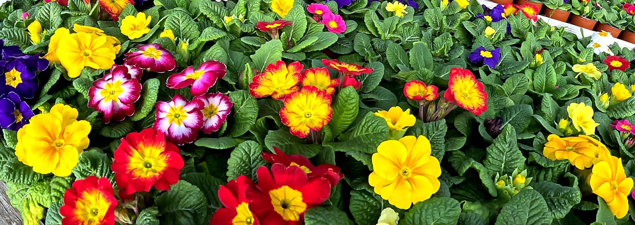 Eden Yard Zone -Eden Yard Zone banner2 1