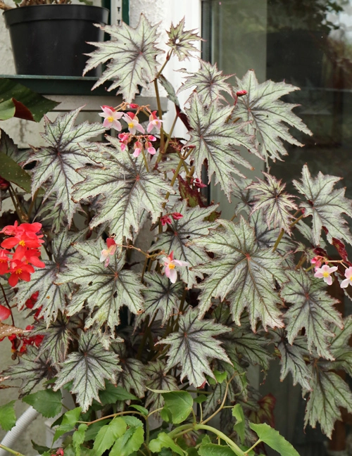 Eden Yard Zone 34 Eden Yard Zone -Eden Yard Zone begonia connie boswell 2