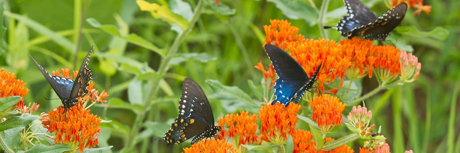 Eden Yard Zone -Eden Yard Zone butterfly weed nectar garden banner