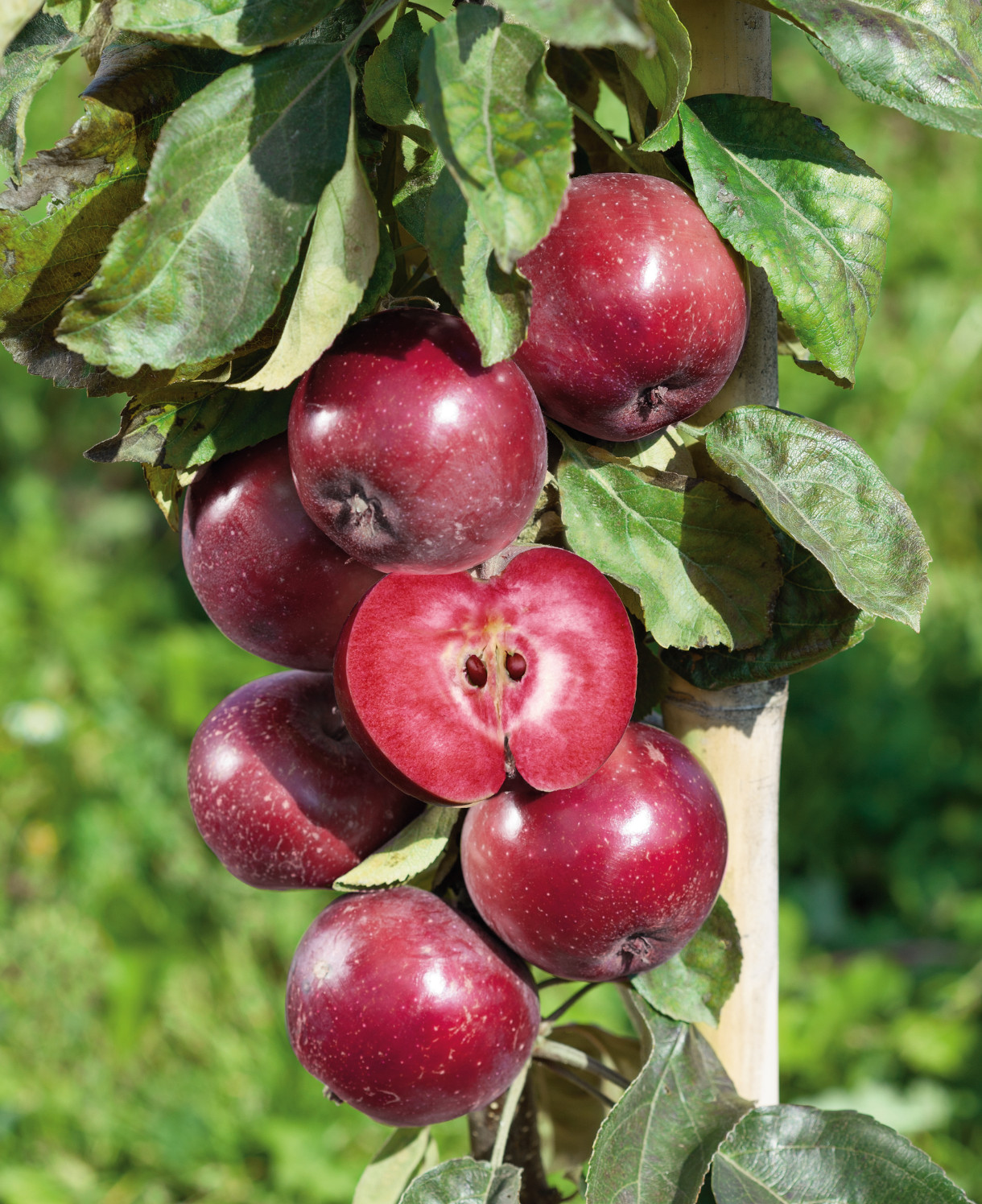 Eden Yard Zone 17 Eden Yard Zone -Eden Yard Zone malus baya marisa b